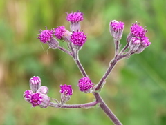 Senecio purpureus