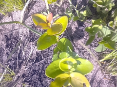 Eugenia capensis capensis