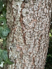 Platycladus orientalis