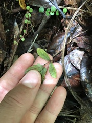 Elaeocarpus dentatus