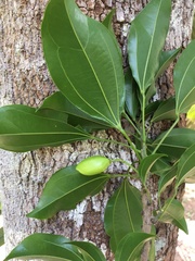 Glycydendron espiritosantense