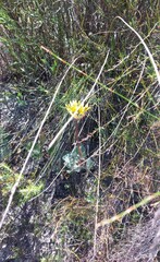 Arctotis angustifolia