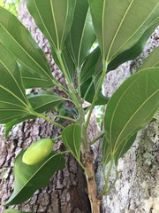 Glycydendron espiritosantense