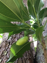 Glycydendron espiritosantense