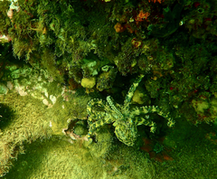 Hapalochlaena maculosa