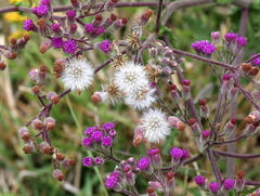 Senecio purpureus