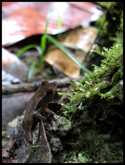 Rhinella castaneotica