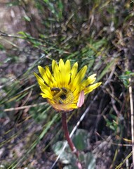 Arctotis angustifolia