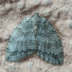 Epirrita dilutata