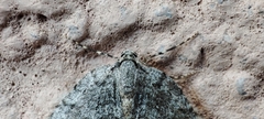 Epirrita dilutata