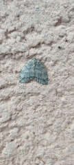 Epirrita dilutata