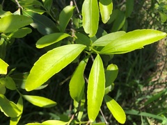 Elaeodendron australe australe