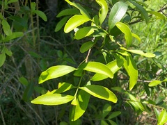 Elaeodendron australe australe