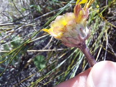 Arctotis angustifolia