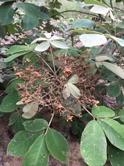 Zeyheria tuberculosa