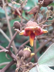 Zeyheria tuberculosa