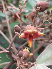 Zeyheria tuberculosa