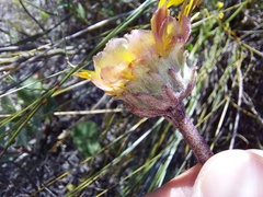 Arctotis angustifolia