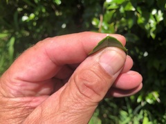 Excoecaria dallachyana