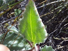Arctotis angustifolia