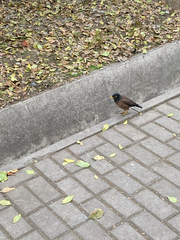 Acridotheres tristis