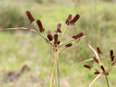 Cyperus thunbergii