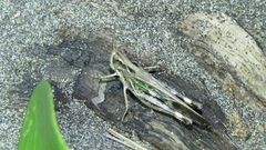 Aiolopus thalassinus tamulus