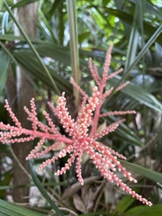 Boehmeria densiflora