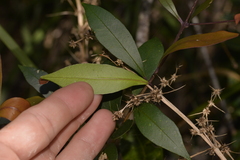 Syzygium smithii