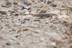 Acanthodactylus erythrurus