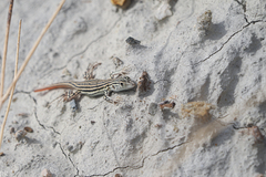 Acanthodactylus erythrurus