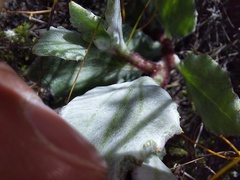 Arctotis angustifolia