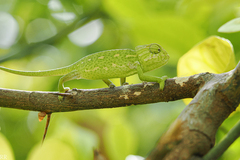 Chamaeleo chamaeleon chamaeleon