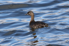 Poliocephalus rufopectus