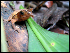 Rhinella castaneotica