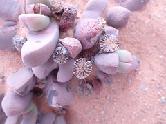 Dracophilus dealbatus
