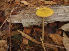 Pluteus leoninus