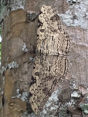 Thysania agrippina