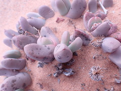 Dracophilus dealbatus