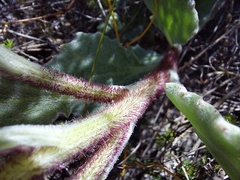 Arctotis angustifolia