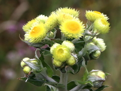 Helichrysum foetidum