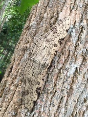 Thysania agrippina