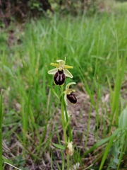 Ophrys sphegodes