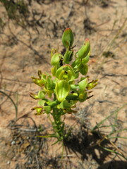 Ceratandra atrata