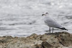 Ichthyaetus audouinii