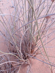 Cladoraphis cyperoides