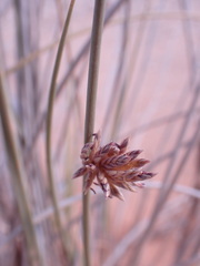 Cladoraphis cyperoides