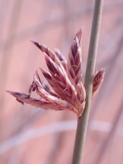 Cladoraphis cyperoides