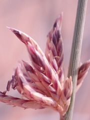 Cladoraphis cyperoides