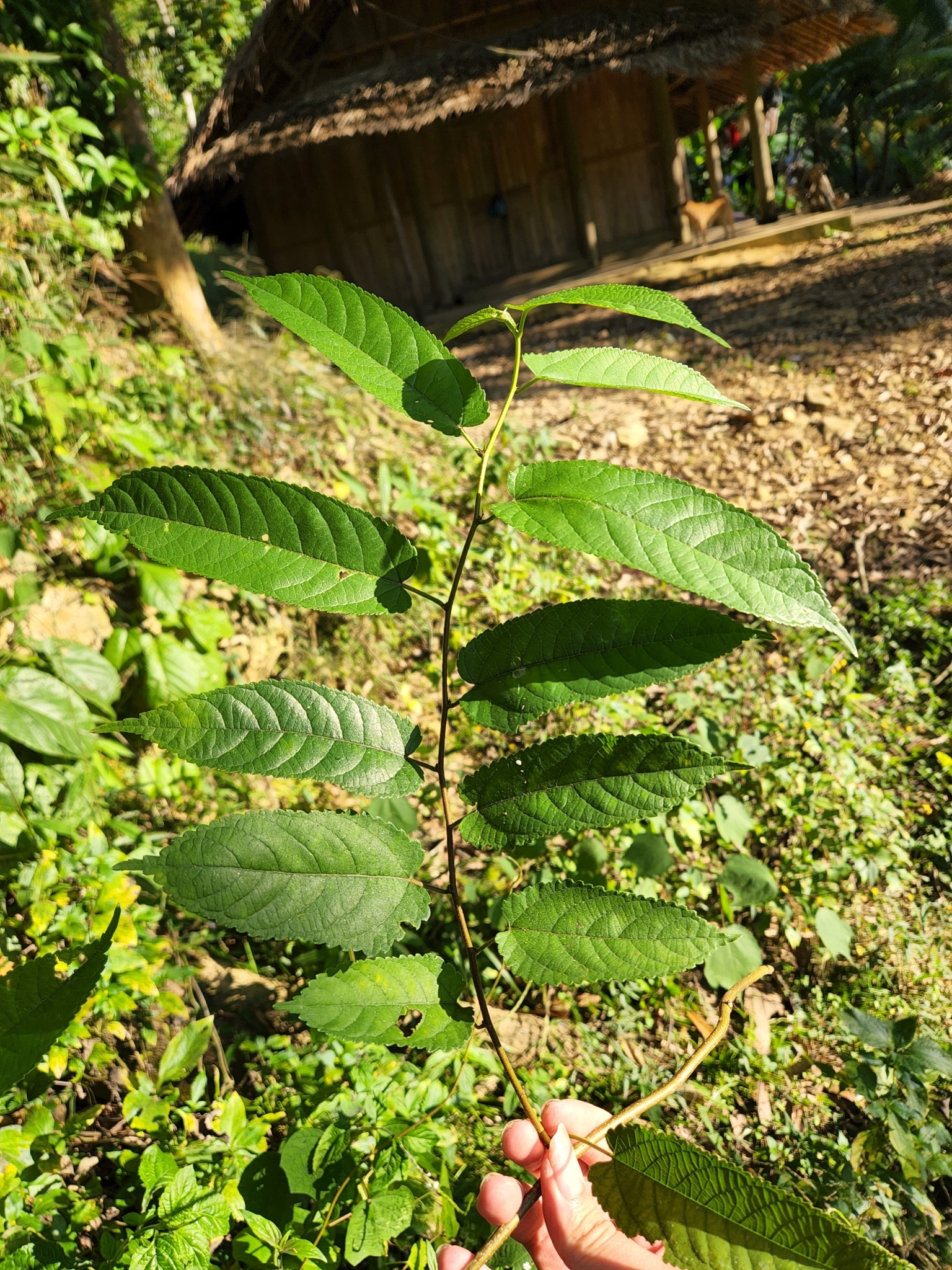 Broussonetia kaempferi (Broussonetia kaempferi)